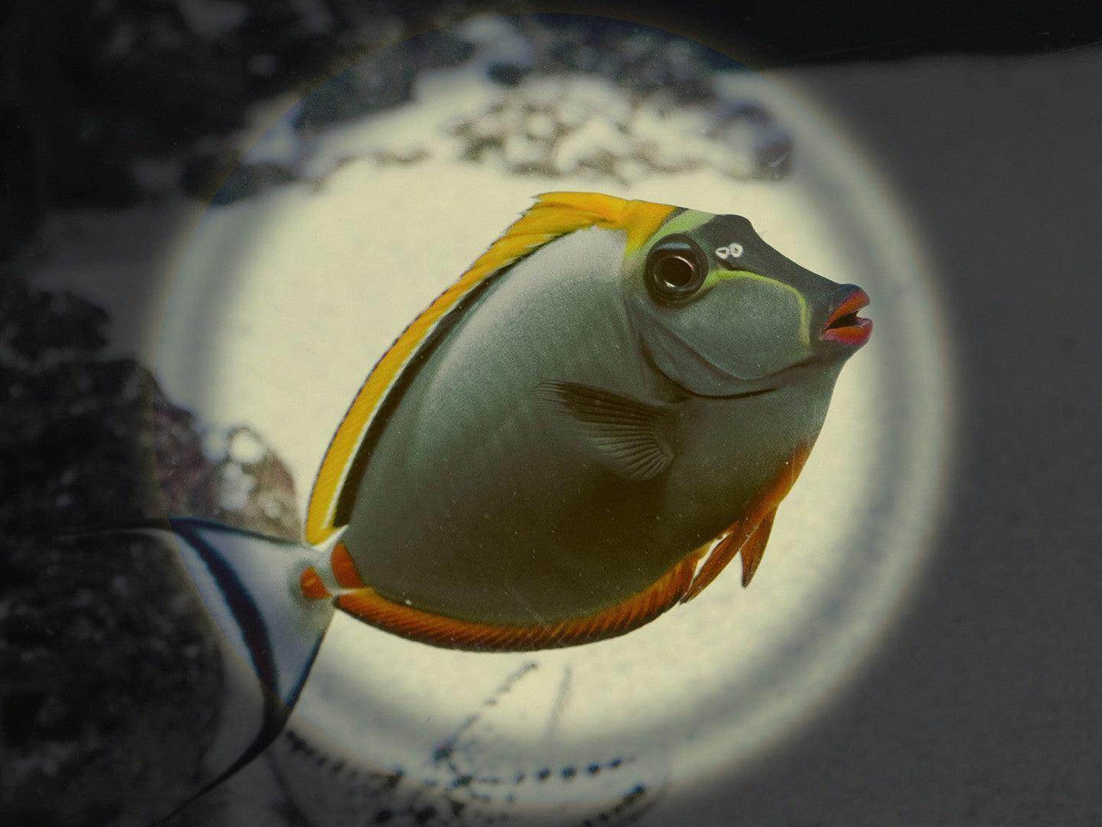 Lumia+ Dive Torches - Scuba Grabbers