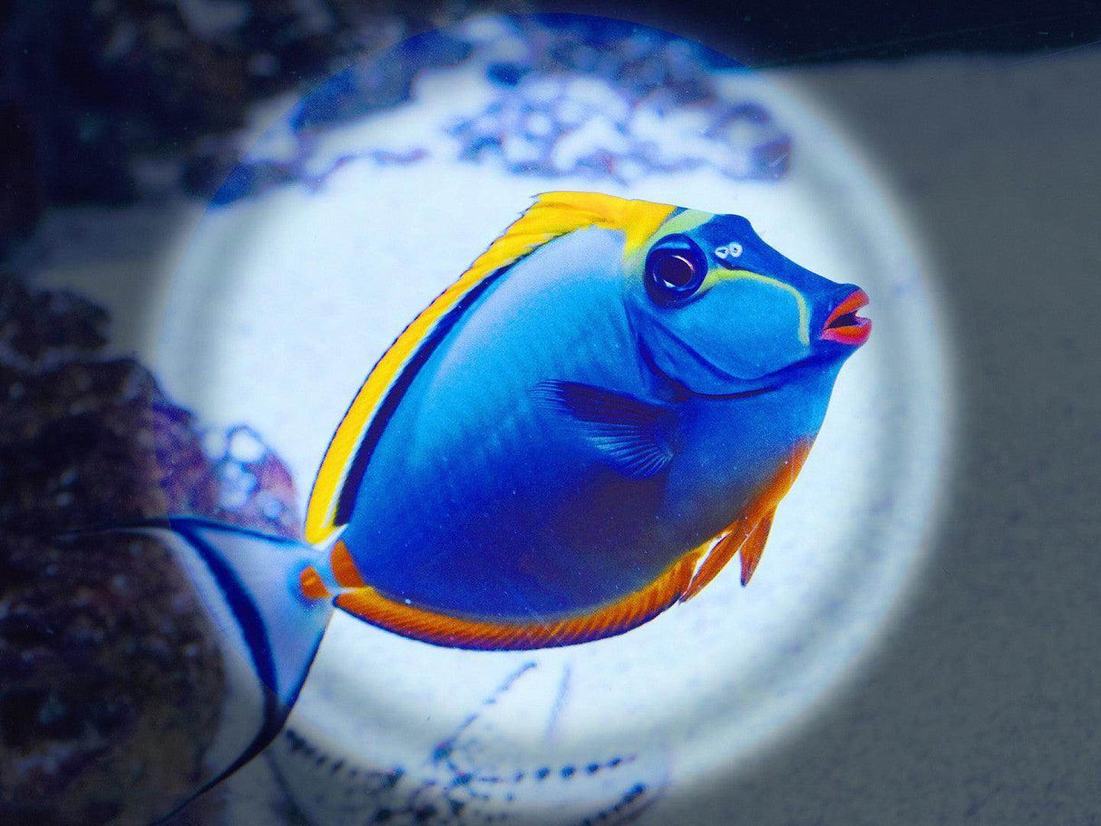 Lumia+ Dive Torches - Scuba Grabbers