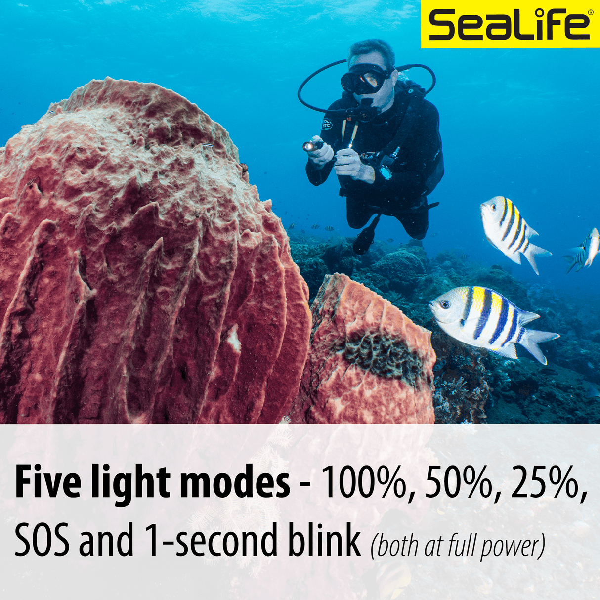 Sea Dragon Mini 900s Power Kit - Scuba Grabbers