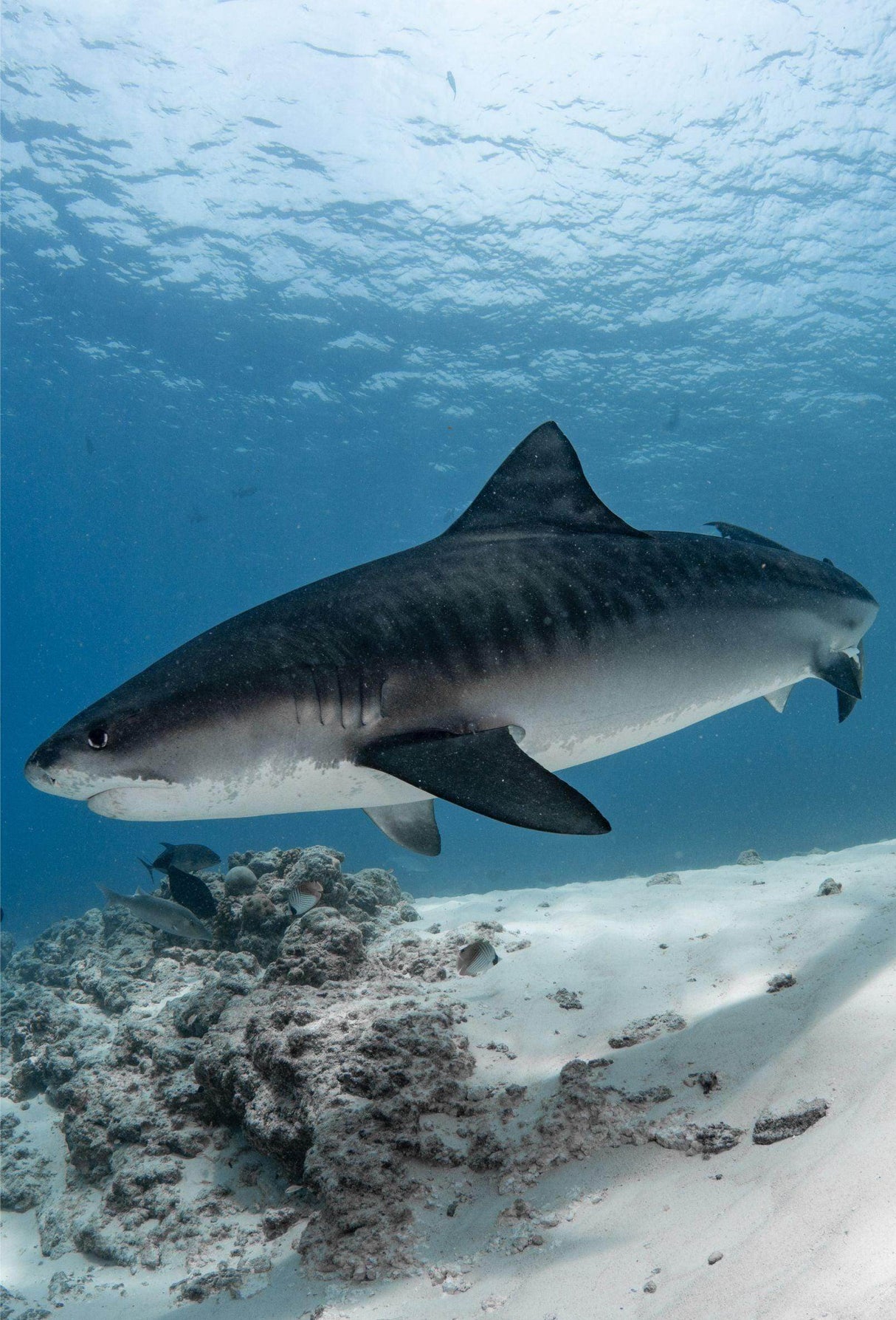 Summer 2024 Maldives Trip - Scuba Grabbers