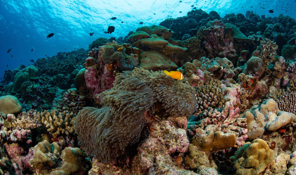 Summer 2024 Maldives Trip - Scuba Grabbers