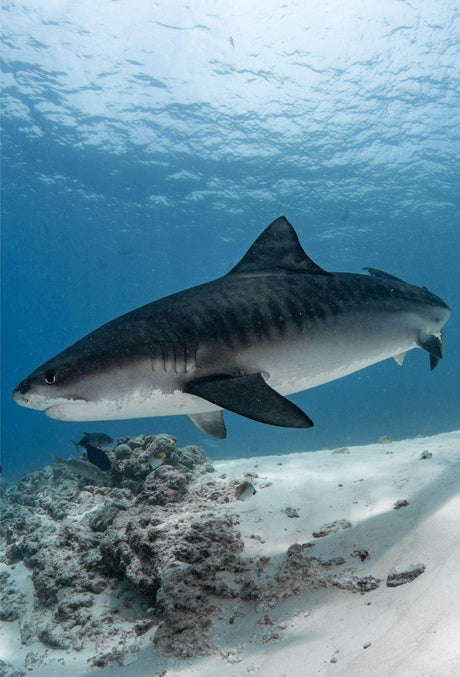 Summer 2024 Maldives Trip - Scuba Grabbers