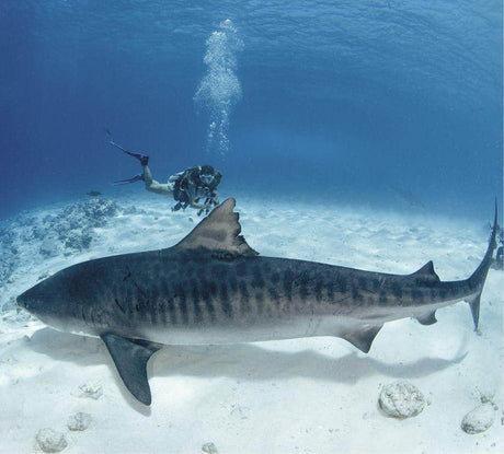 Summer 2024 Maldives Trip - Scuba Grabbers