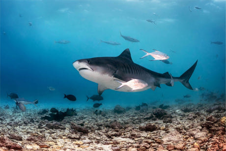 Summer 2024 Maldives Trip - Scuba Grabbers